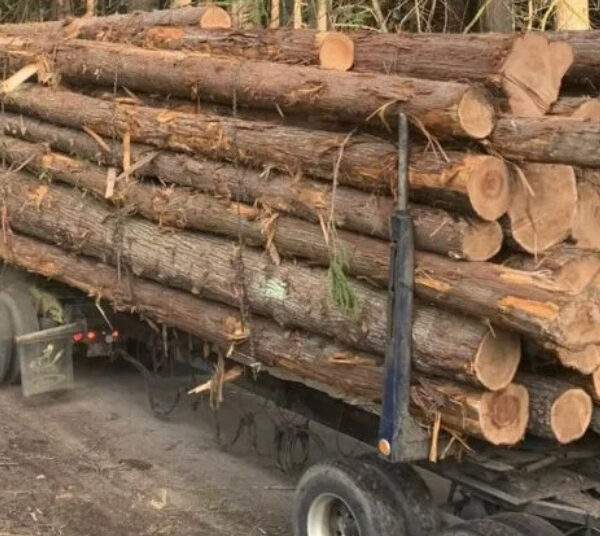 Logging
