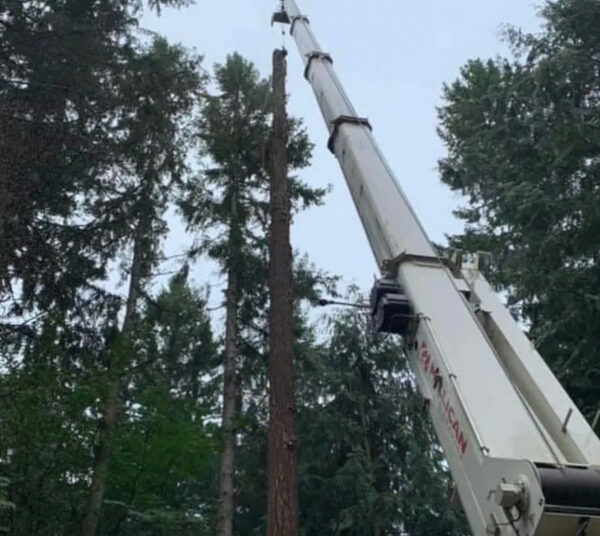 Tree Trimming & Removal