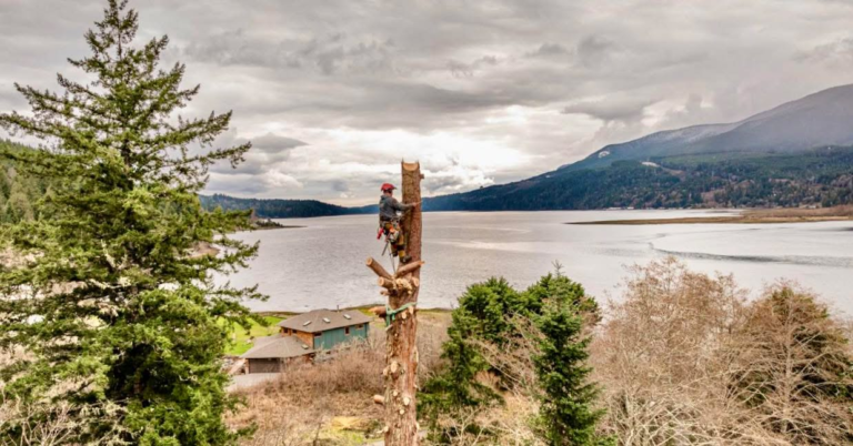 Hazardous tree removal is a smart investment